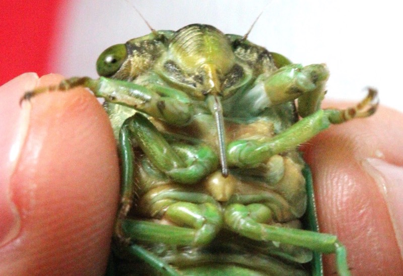 Neotibicen tibicen tibicen